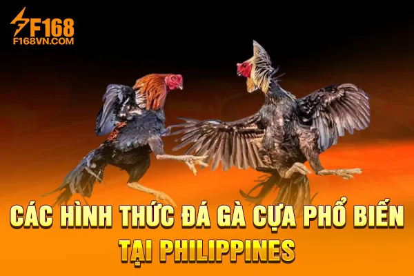 Các hình thức đá gà cựa phổ biến tại Philippines Các hình thức đá gà cựa phổ biến tại Philippines