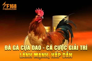Đá gà cựa dao