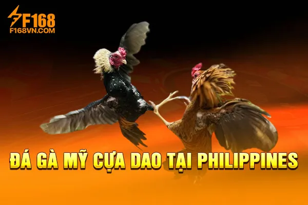 Đá gà Mỹ cựa dao tại Philippines Đá gà Mỹ cựa dao tại Philippines