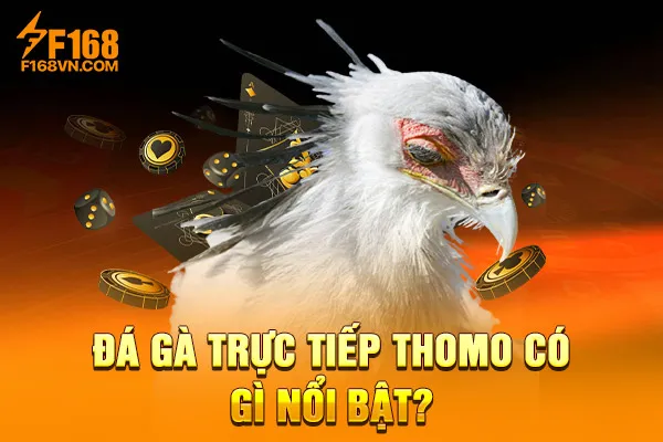 Đá gà trực tiếp Thomo có gì nổi bật? Đá gà trực tiếp Thomo có gì nổi bật?