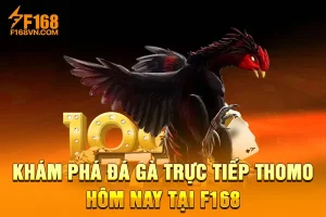 Khám Phá Đá Gà Trực Tiếp Thomo Hôm Nay Tại F168